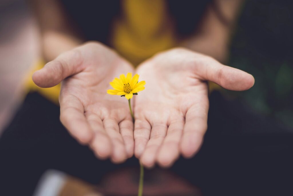 Hands holding a sunflower